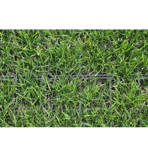 Grass for GRASS grilles 5 kg 160 m2